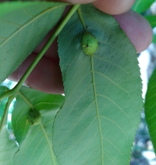 Phylloxera notabilis