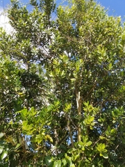 Pimenta racemosa