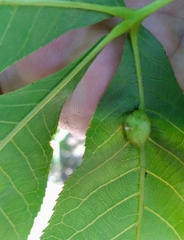 Phylloxera notabilis