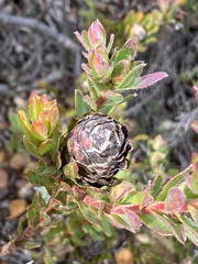 Leucadendron stelligerum