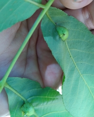 Phylloxera notabilis