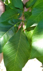 Phylloxera notabilis