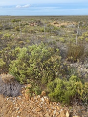 Leucadendron stelligerum