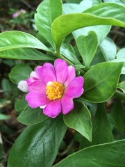 Pereskia grandifolia