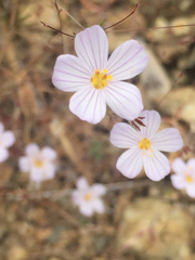 Leptosiphon liniflorus