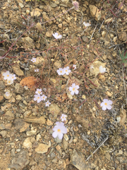 Leptosiphon liniflorus