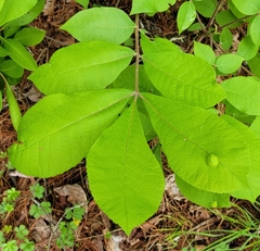 Phylloxera caryaeglobuli