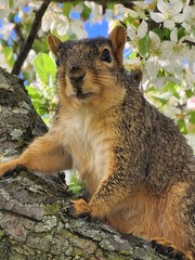 Sciurus niger