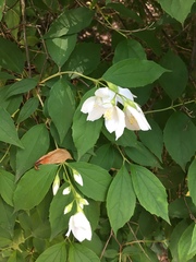 Philadelphus coronarius