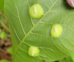 Phylloxera caryaeglobuli