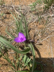 Tradescantia tharpii