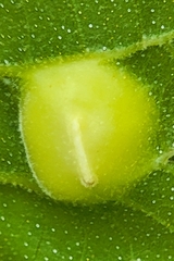 Phylloxera caryaeglobuli