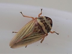 Aphrodes makarovi