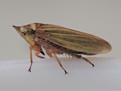 Aphrodes makarovi