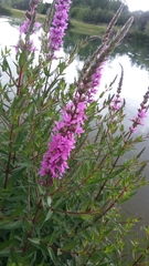 Lythrum salicaria