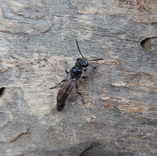 Trypoxylon collinum photo 2