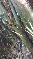 Trichonephila clavipes