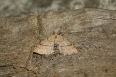 Cyclophora ruficiliaria