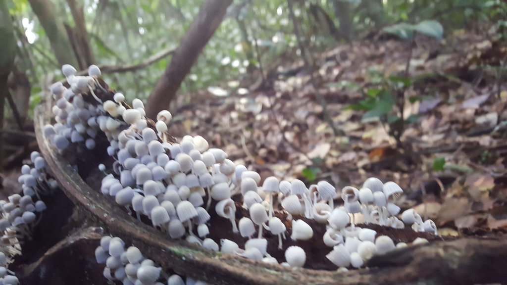 Coprinellus disseminatus · June 2018 · photo: © rileypollom (iNaturalist, cc-by)