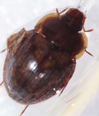 Sperchopsis tessellata