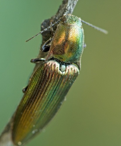 Green Click Beetle