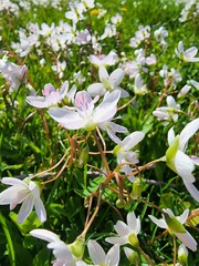 Claytonia virginica
