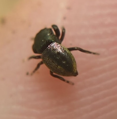 Sassacus cyaneus