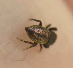 Sassacus cyaneus