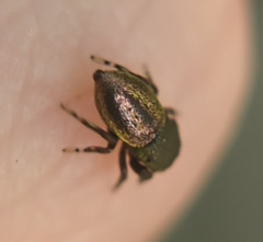 Sassacus cyaneus