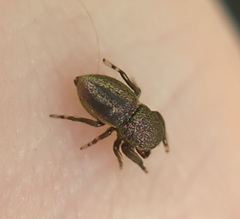 Sassacus cyaneus