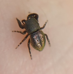 Sassacus cyaneus