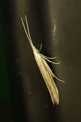 Pleurota aristella