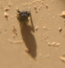 Sassacus cyaneus