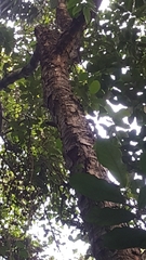 Artocarpus heterophyllus