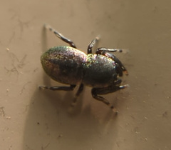 Sassacus cyaneus
