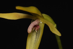 Pleurothallis andreae