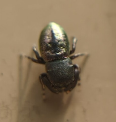 Sassacus cyaneus