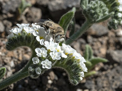 Anthophora pulverosa