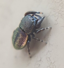 Sassacus cyaneus