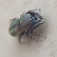 Sassacus cyaneus