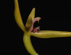 Pleurothallis andreae