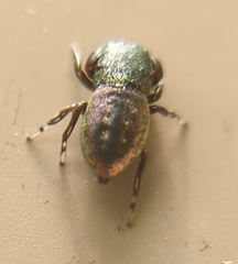 Sassacus cyaneus