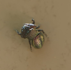 Sassacus cyaneus