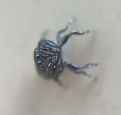 Sassacus cyaneus