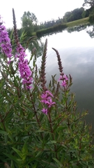 Lythrum salicaria