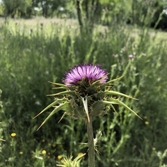 Silybum marianum