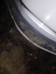 Saccharomyces cerevisiae