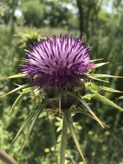 Silybum marianum
