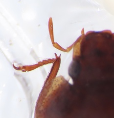 Sperchopsis tessellata