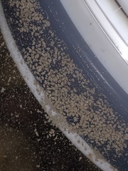 Saccharomyces cerevisiae